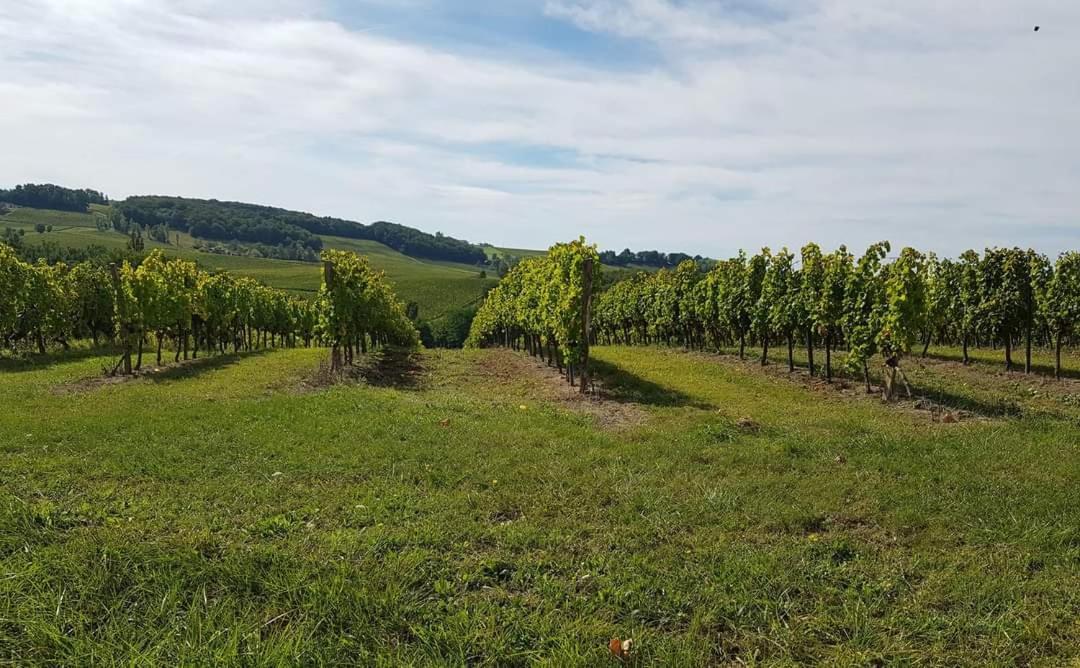 Вилла Domaine Et Manoir Du Picaud Монестье Экстерьер фото
